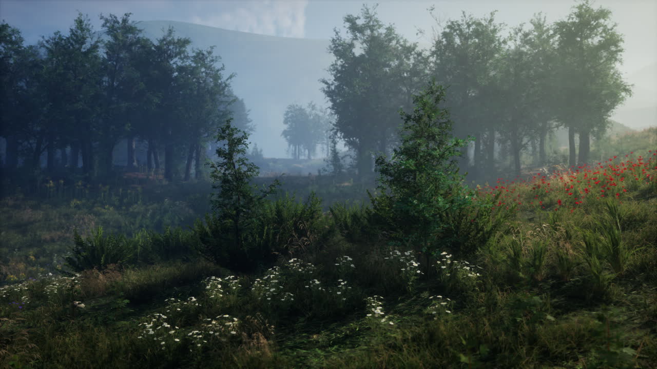 paisaje de prado de bosque con niebla