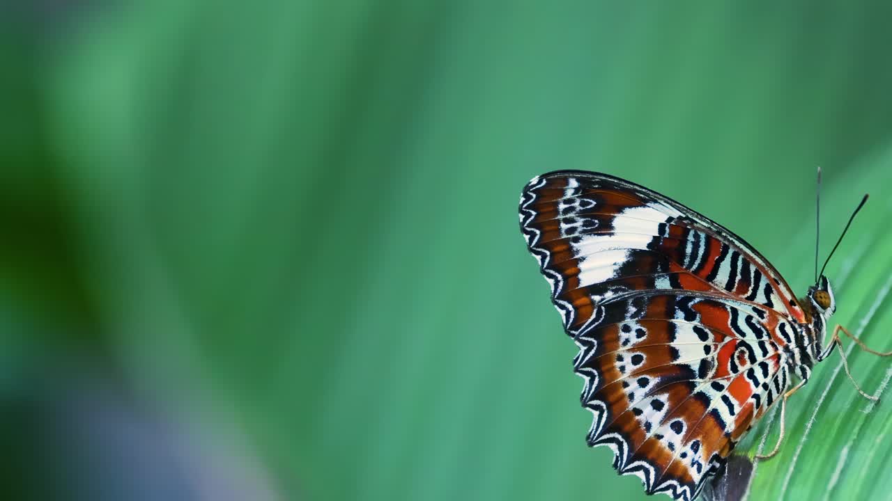 A colorful butterfly with intricate patterns rests on a green leaf, showcasing its delicate wings in detail.