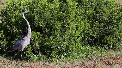 nahaufnahme eines schwarzkopfreihers, der durch das gras im addo-elefanten-nationalpark in afrika läuft