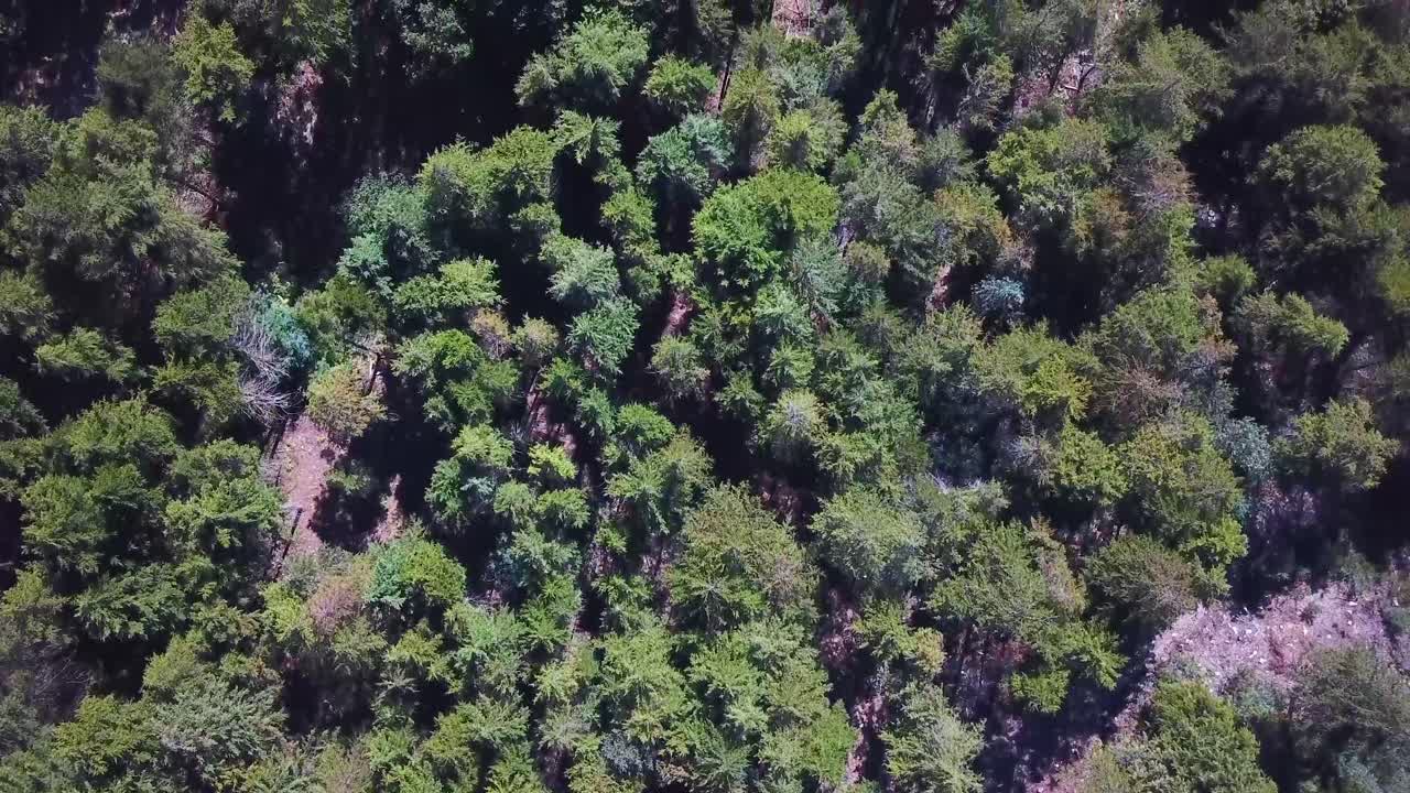 hermoso bosque filmado en drone vista de arriba hacia abajo