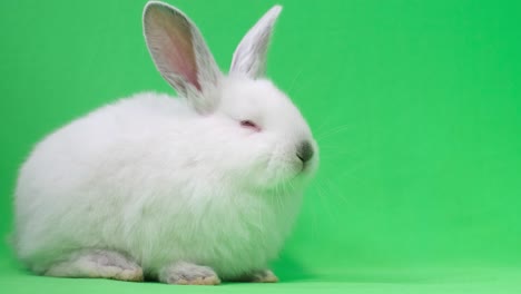 cute white rabbit on green background