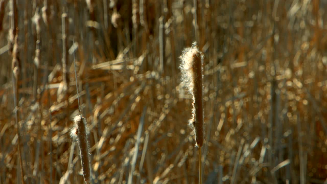 바람에 날리는 습지 조류 피난처 식물과 고양이 꼬리