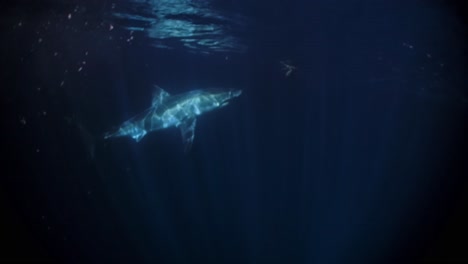 gran tiburón blanco en la noche islas de neptuno sur de australia 4k 75fps