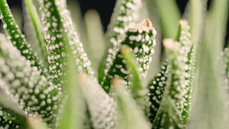 Vista-Macro-Giratoria-De-Una-Planta-De-Haworthia-Fasciata-O-Cebra---Enfoque-En-Rack