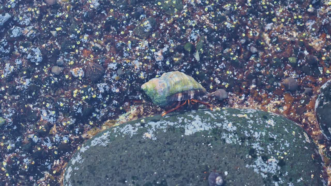 Hermit crab blowing bubbles from its shell - unique sight in a vibrant tide pool