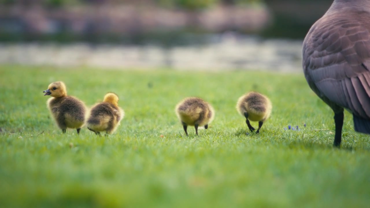 池の近くの緑の草地で餌を探すふわふわしたガチョウのひな鳥の群れ