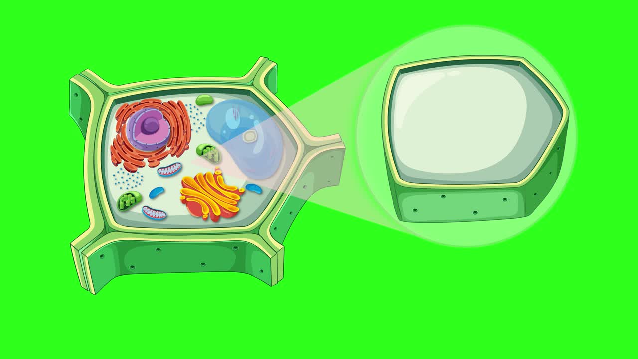 Animation illustrating plant cell structure, highlighting cytoplasm and ...