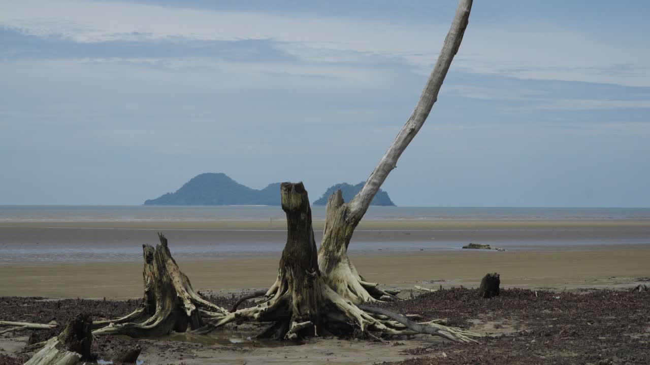 Serene Beach Landscape with Dead Tree and Island in Background