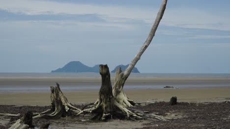 serene beach landscape with dead tree and island in background