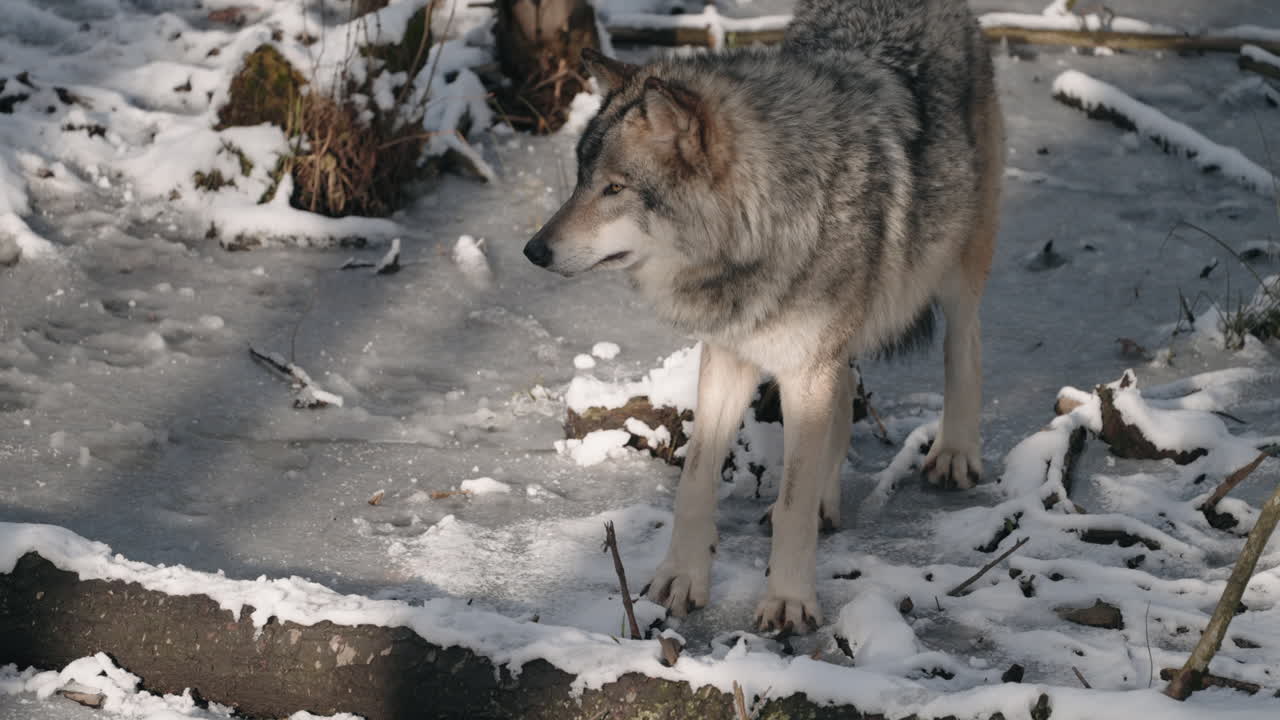 un lobo gris caminando y parado en un bosque nevado - cámara lenta
