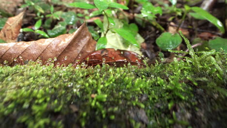 Pequeñas-Gotas-Sobre-El-Musgo-Del-Suelo-Del-Bosque-Atlántico,-Video-En-Movimiento-Del-Control-Deslizante-Macro