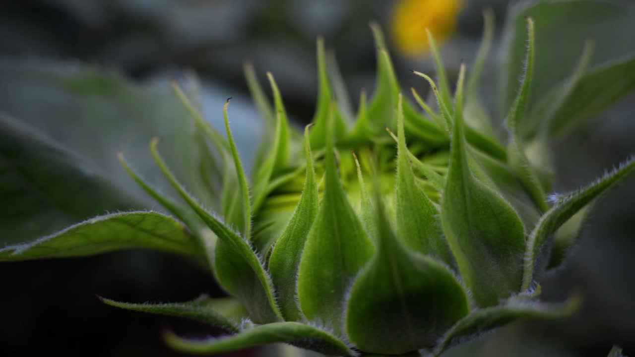 the tender bud of a sunflower in flower farm in sunny day at gundlupet,a tender or immature flower bud, the stage before the sunflower fully opens