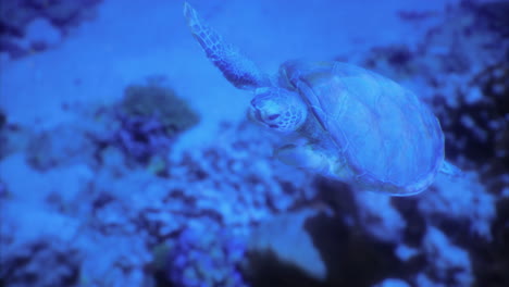 Underwater view of a turtle swimming gracefully among coral reefs