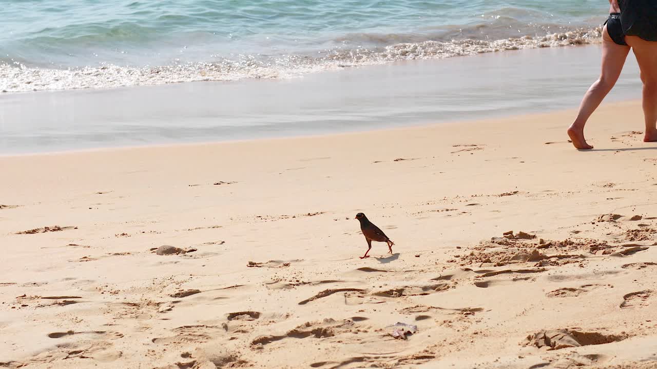 태국 푸켓의 카론 해변을 따라 산책하는 새, 밝은 빛 아래 모래에 부드러운 파도와 발자국