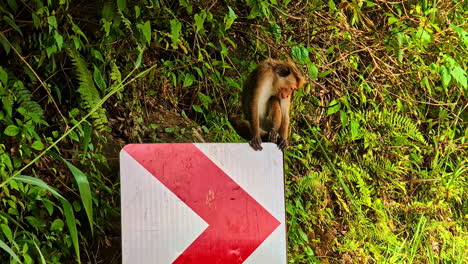 monkey primate on road sign wildlife animal mangrove forest vegetation sri lanka