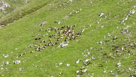 Vista-De-Drones-Mirando-Hacia-Abajo-A-Un-Gran-Rebaño-De-Cabras-Pastando-En-Un-Prado-De-Montaña-En-Los-Dolomitas-En-Un-Día-Soleado-De-Verano