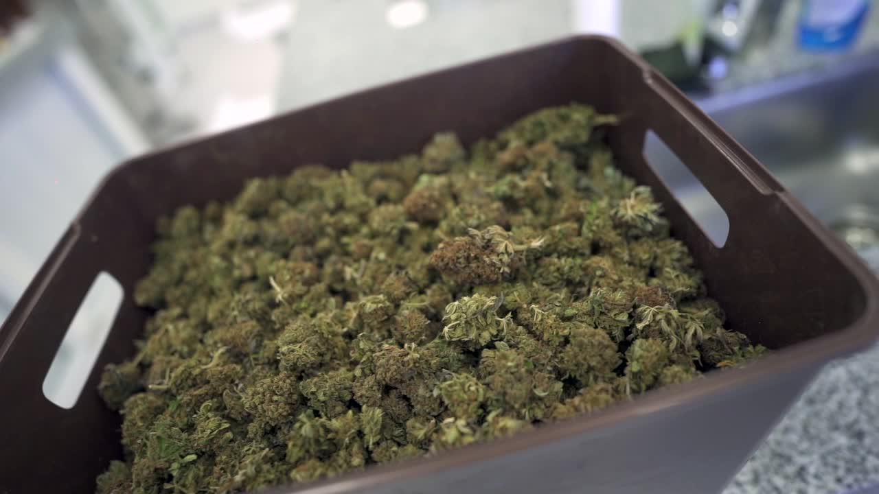 신중하게 재배된 대마초 꽃은 cbd 오일 추출 과정을 위해 준비되어 있습니다. 재배에서 자연 치료제의 창조로의 여정을 상징합니다.