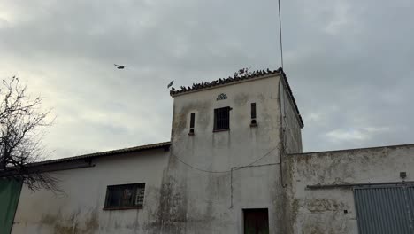 Los-Pájaros-Se-Reúnen-En-Lo-Alto-Del-Edificio-Antiguo-Y-Desgastado,-Contra-Un-Cielo-Nublado,-Evocando-Una-Atmósfera-Nostálgica-Y-Rústica-Que-Recuerda-A-La-Estética-Vintage.