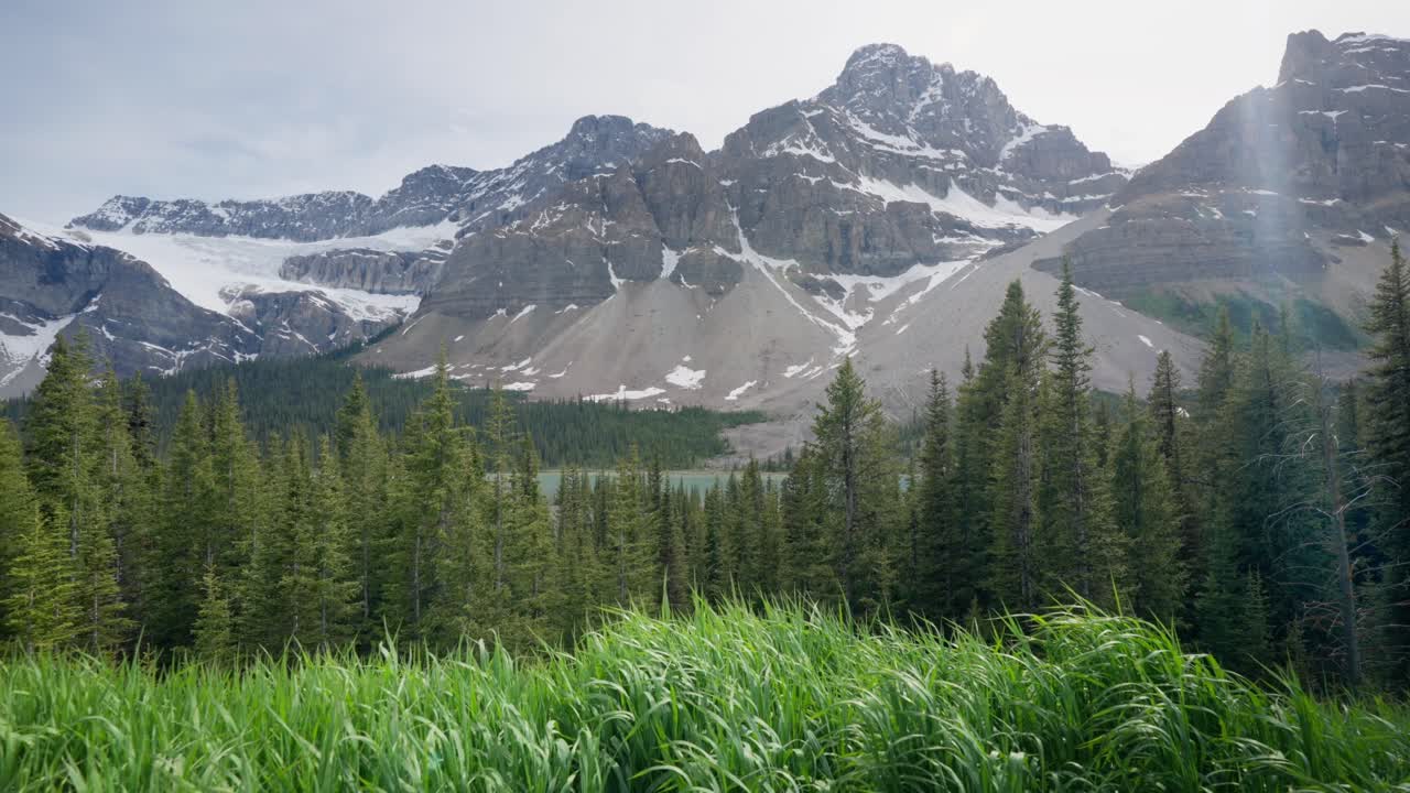 A low view with grass gently blowing in the breeze in front of the towering and shear Crowfoot Mountain and Bow Peak of the Canadian Rockies with glaciers and a small view of Bow Lake in front