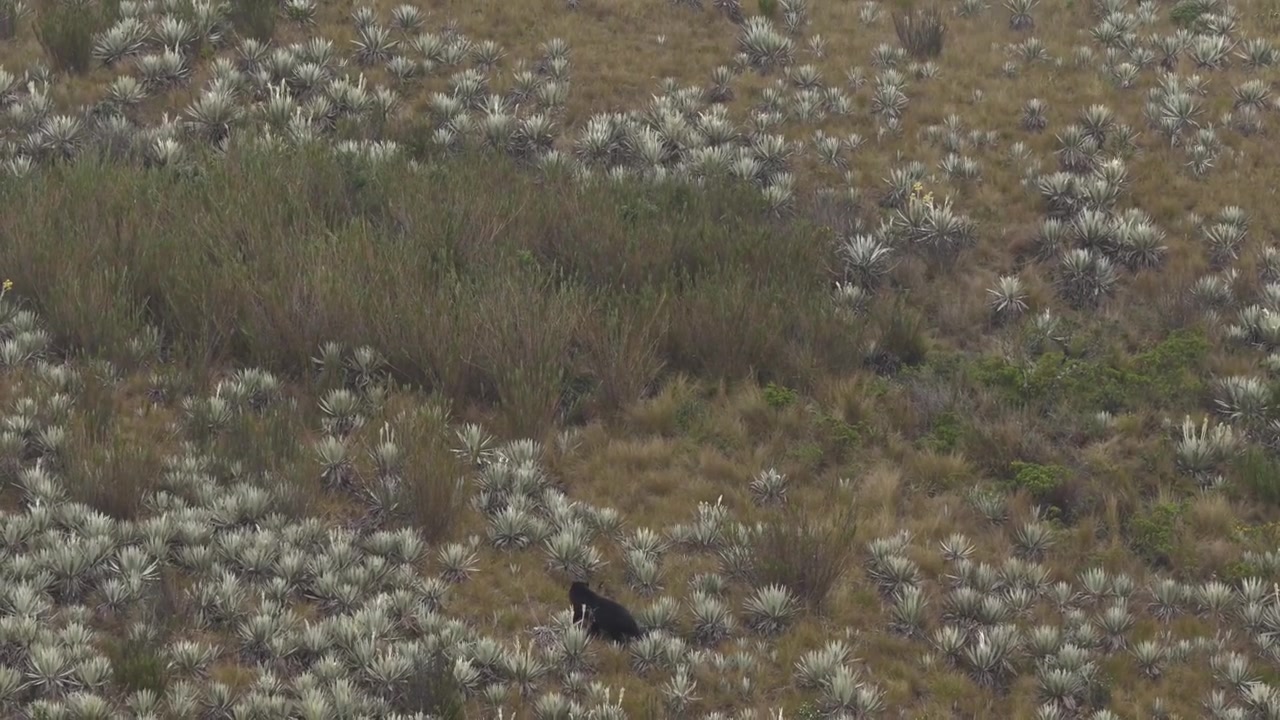 Spectacled bear Tremarctos ornatus walking through Chingaza paramo natural park andean ecosystem in Colombia