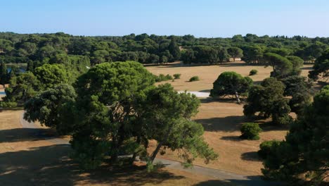 Aerial:-beautiful-big-tree-in-Croatia-countryside,-Brijuni-Islands