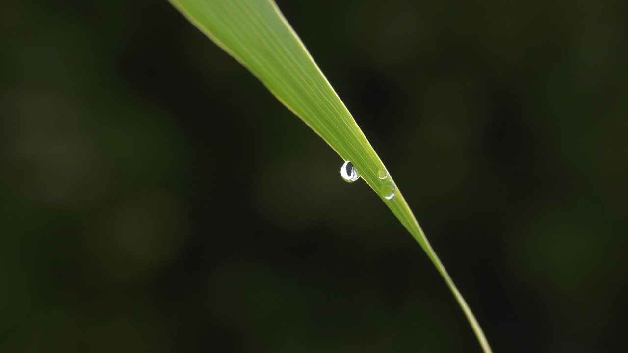 gota de rocío en coloridas hojas de bambú verde de cerca macro naturaleza