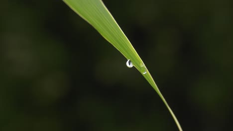 Tautropfen-Auf-Buntem-Grünem-Bambusblatt,-Nahaufnahme,-Natur-Makro