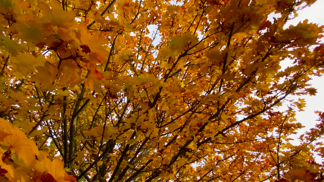 primer plano de hojas doradas en el árbol en otoño