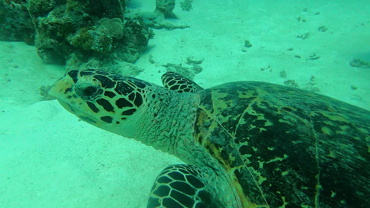 Portrait capture followed by an action camera, Green Sea Turtle Chelonia mydas, Palau
