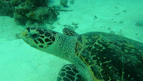 拍照和拍照的攝影機, 綠色海<unk>chelonia mydas, 帕勞