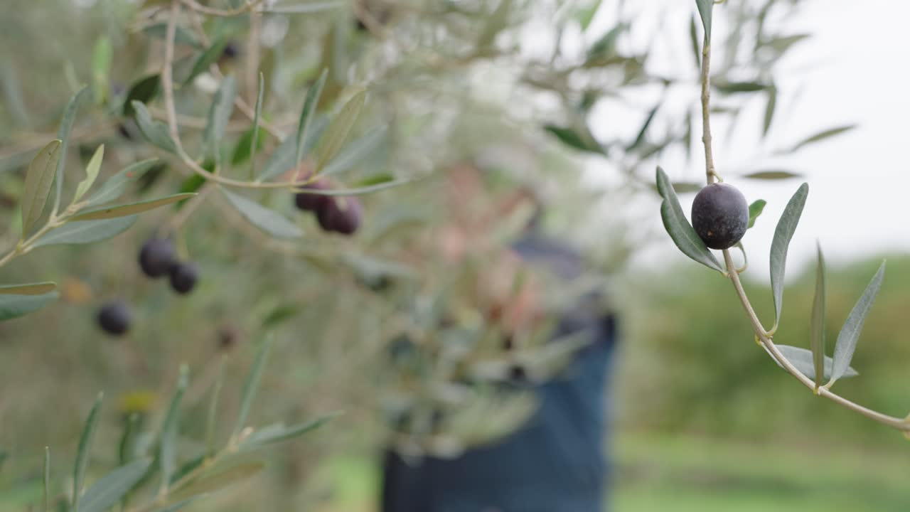 Blurry Man Harvesting Olives from Tree in Orchard - Selective Focus