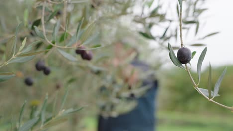 blurry man harvesting olives from tree in orchard - selective focus