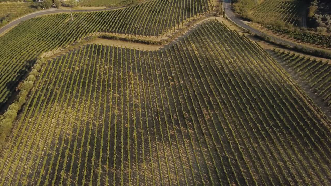 tiro de dron inclinado lentamente sobre campos de uva y camino en toscana, italia 4k