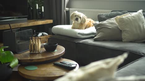 White-Shih-Tzu-boomer-dog-gets-off-sofa,-runs-towards-camera