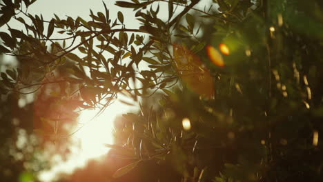 rayons de soleil à travers les branches d'olivier