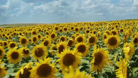 drone video of sunflower field in a beautiful evening sunset