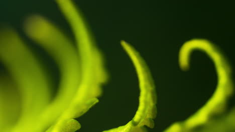 fern unfurl, vivid green stretching curling fonds growing