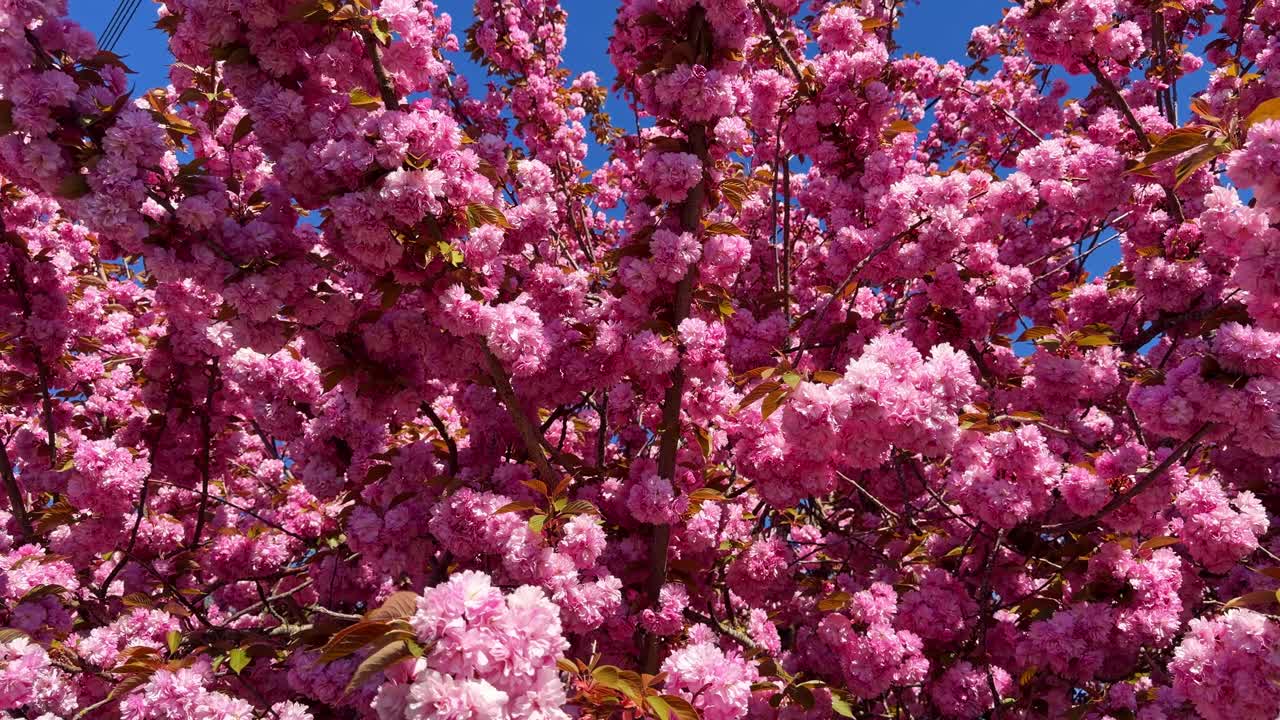 Trekronen til kirsebærblomsten Prunus serrulata kultivar Kanzan (Rosaceae-familien) med tette rosa blomster i vårsesongen, avslørt gjennom en oppadgående panorering der kameraet vippes oppover.