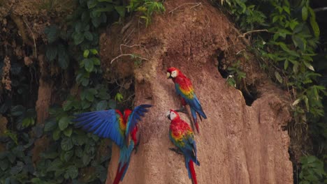 dos araos escarlata se deleitan en una lechada de arcilla mientras un tercero vuela con gracia y aterriza a su lado en chuncho