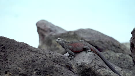 iguana marina de navidad que va detrás de la roca de lava en las galápagos