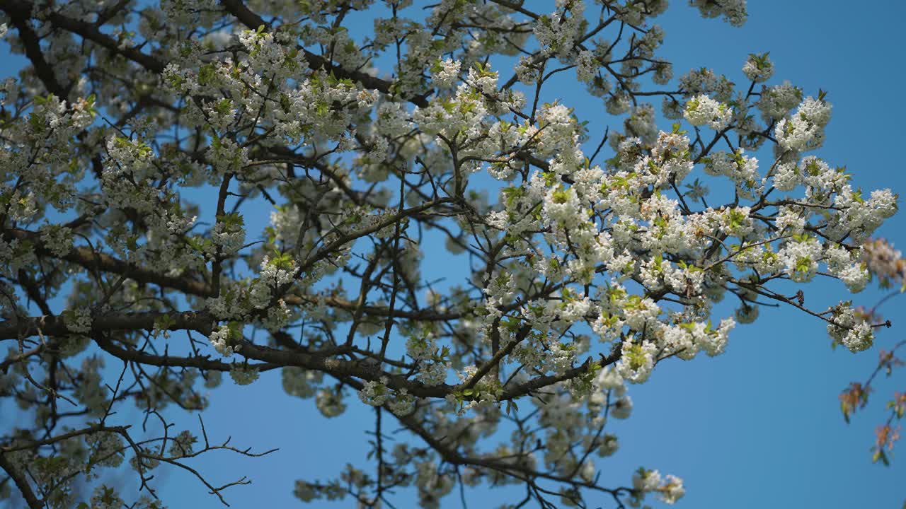 Delicate white and pink apple tree blossoms against the clear blue spring sky