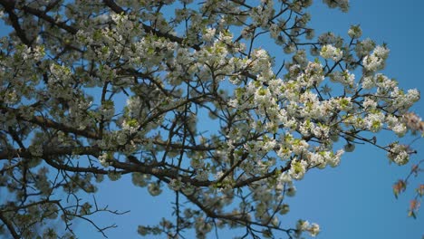 delicate white and pink apple tree blossoms against the clear blue spring sky