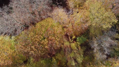 epping forest england uk in autumn vibrant tree colours sunny day aerial drone