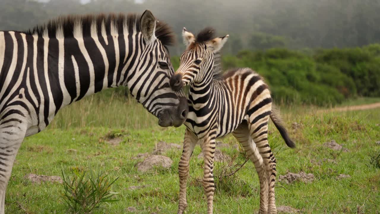 Mamma zebra che pulisce il cucciolo di zebra nell'Addo Elephant National Park, di giorno