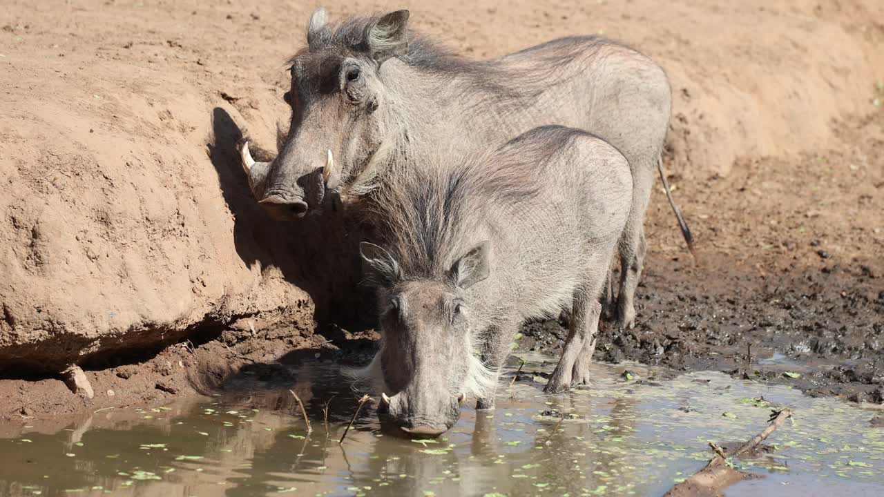 Ampia inquadratura di due facoceri che bevono in una piccola pozza d'acqua nella regione di Tuli in Botswana.