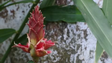 un tiro en la sartén de la flor de galangal