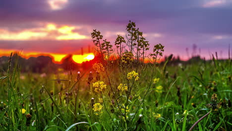 Tiro-De-Lapso-De-Tiempo-De-Hermoso-Amanecer-Sobre-Campo-De-Flores-Verdes-Y-Nubes-Voladoras-En-Telón-De-Fondo