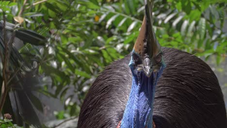 front portrait of a southern cassowary with horn-like brown casque on its head