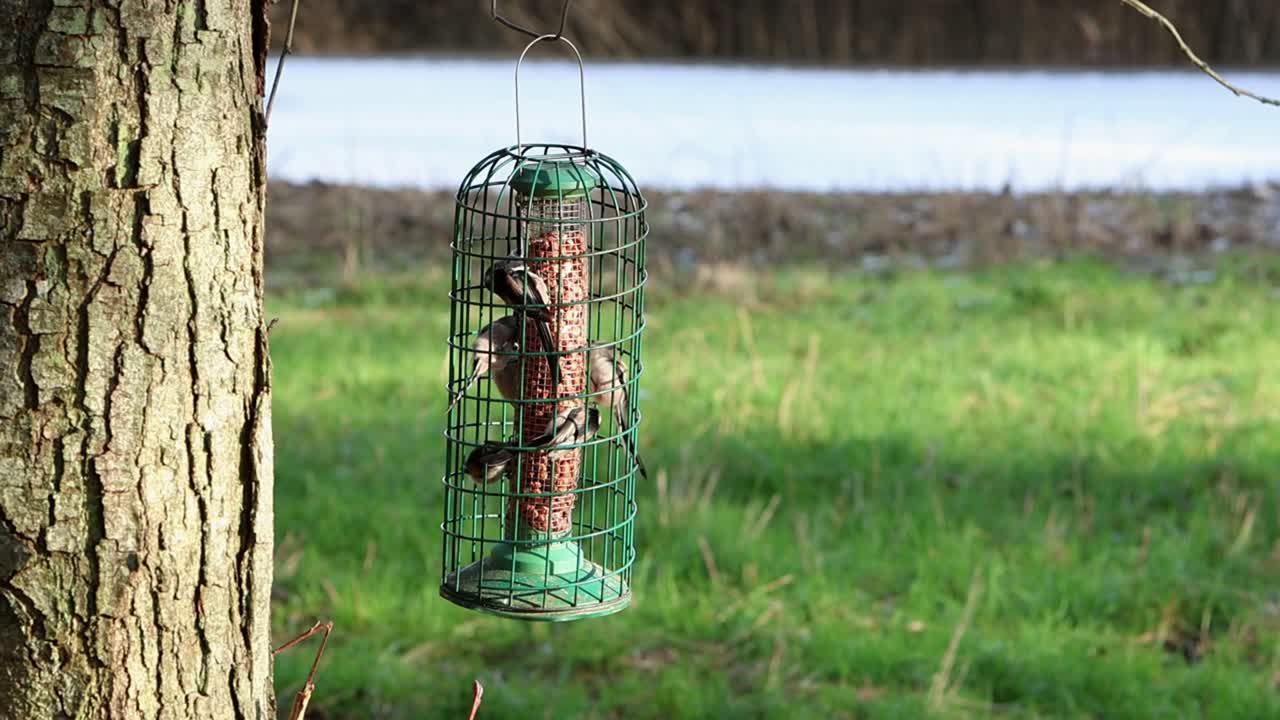 真冬のイギリスで、ミソサザイ（Aegithalos caudatus）の群れがバードフィーダーに集まっています。