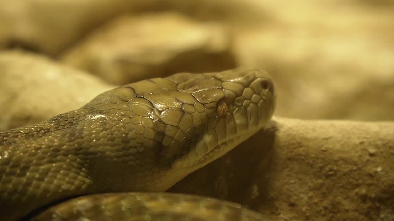 Big green python head resting on rocks, close up shot